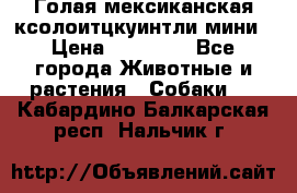 Голая мексиканская ксолоитцкуинтли мини › Цена ­ 20 000 - Все города Животные и растения » Собаки   . Кабардино-Балкарская респ.,Нальчик г.